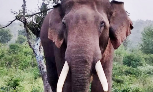 നെല്ലിയാമ്പതിയിൽ കാട്ടാനയുടെ ആക്രമണത്തിൽ നവവധുവിന് ഗുരുതര പരിക്ക്