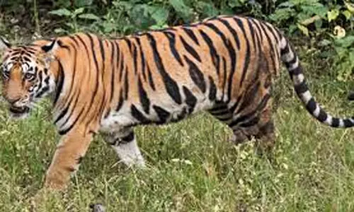 കടുവ ഭീതി ഒഴിയാതെ ജല്ലിപ്പാറ കടുവ ഭീതി ഒഴിയാതെ ജല്ലിപ്പാറ