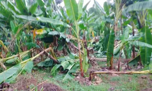 മഴ; കൃഷിനാശം വ്യാപകം മഴ; കൃഷിനാശം വ്യാപകം