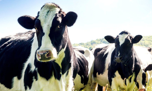 വേനൽച്ചൂട്​ കാലികളെ ബാധിച്ചു; പാലുൽപാദനത്തിൽ വൻ ഇടിവ്​