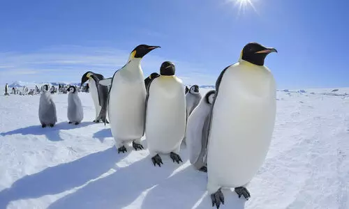 പെൻഗ്വിനുകളെ ഇഷ്ടമാണോ..? എങ്കിലിതാ അന്റാർട്ടിക്കയിൽ നിങ്ങളെയും കാത്ത് തൊഴിലവസരം