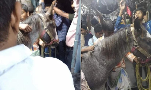 ​ട്രെയ്നിൽ കുതിര സവാരി; കൗതുകത്തോടെ യാത്രക്കാർ