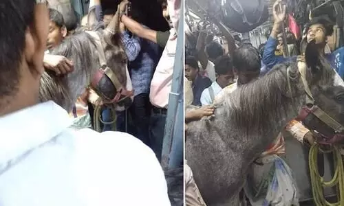 ​ട്രെയ്നിൽ കുതിര സവാരി; കൗതുകത്തോടെ യാത്രക്കാർ