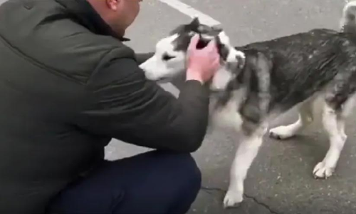 യുദ്ധഭൂമിയിൽ അവർ വീണ്ടും കണ്ടുമുട്ടി; യജമാനനെ കണ്ടെത്തിയ നായയുടെ വീഡിയോ വൈറൽ