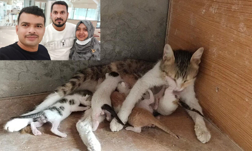 തള്ളപ്പൂച്ചയെ അയൽവാസി മരുഭൂമിയിൽ തള്ളി; അഞ്ച് പൂച്ചക്കുഞ്ഞുങ്ങളെ രക്ഷിക്കാൻ മലയാളി കുടുംബത്തിന്റെ സാഹസിക ഇടപെടൽ