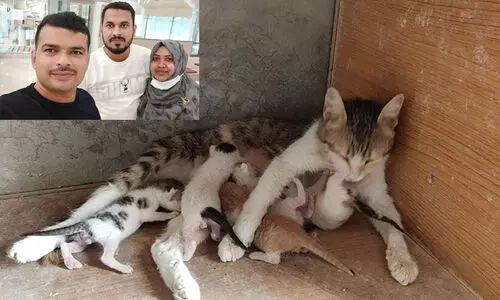 തള്ളപ്പൂച്ചയെ അയൽവാസി മരുഭൂമിയിൽ തള്ളി; അഞ്ച് പൂച്ചക്കുഞ്ഞുങ്ങളെ രക്ഷിക്കാൻ മലയാളി കുടുംബത്തിന്റെ സാഹസിക ഇടപെടൽ