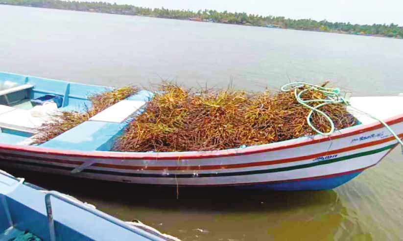 മീൻപിടിക്കാൻ തെങ്ങിൻ കുലയും പ്ലാസ്റ്റിക് കുപ്പിയും; ഫൈബർ വള്ളം പിടിയിൽ മീൻപിടിക്കാൻ തെങ്ങിൻ കുലയും പ്ലാസ്റ്റിക് കുപ്പിയും; ഫൈബർ വള്ളം പിടിയിൽ