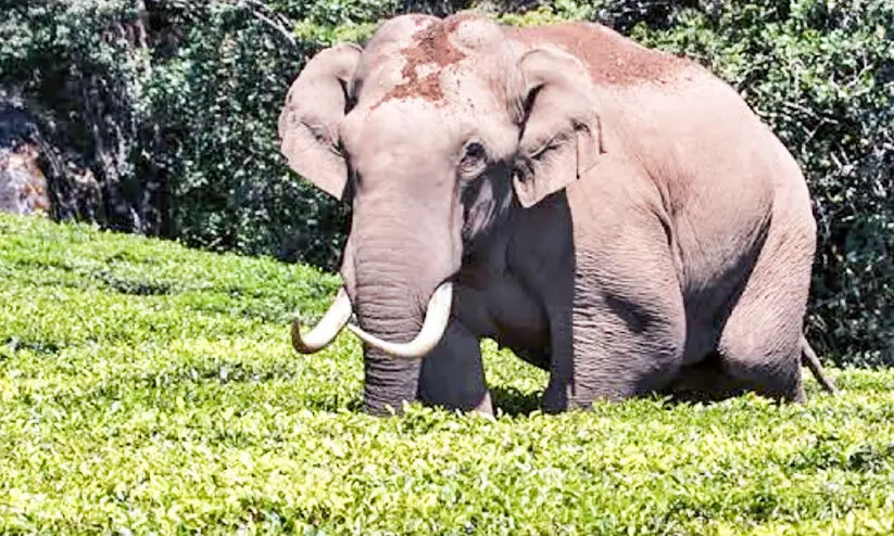 പേടിസ്വപ്നമായി ഈ ആനകൾ