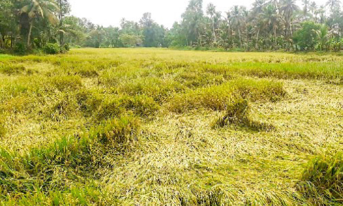 കനത്ത മഴയും കാറ്റും; നെഞ്ചുരുകി അപ്പര്‍കുട്ടനാട്