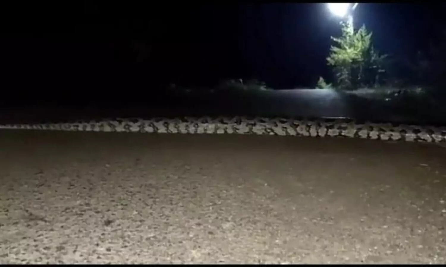 25-30 അടി നീളമുള്ള പാമ്പ് റോഡ് മുറിച്ചുകടക്കുന്നത് കാണണോ