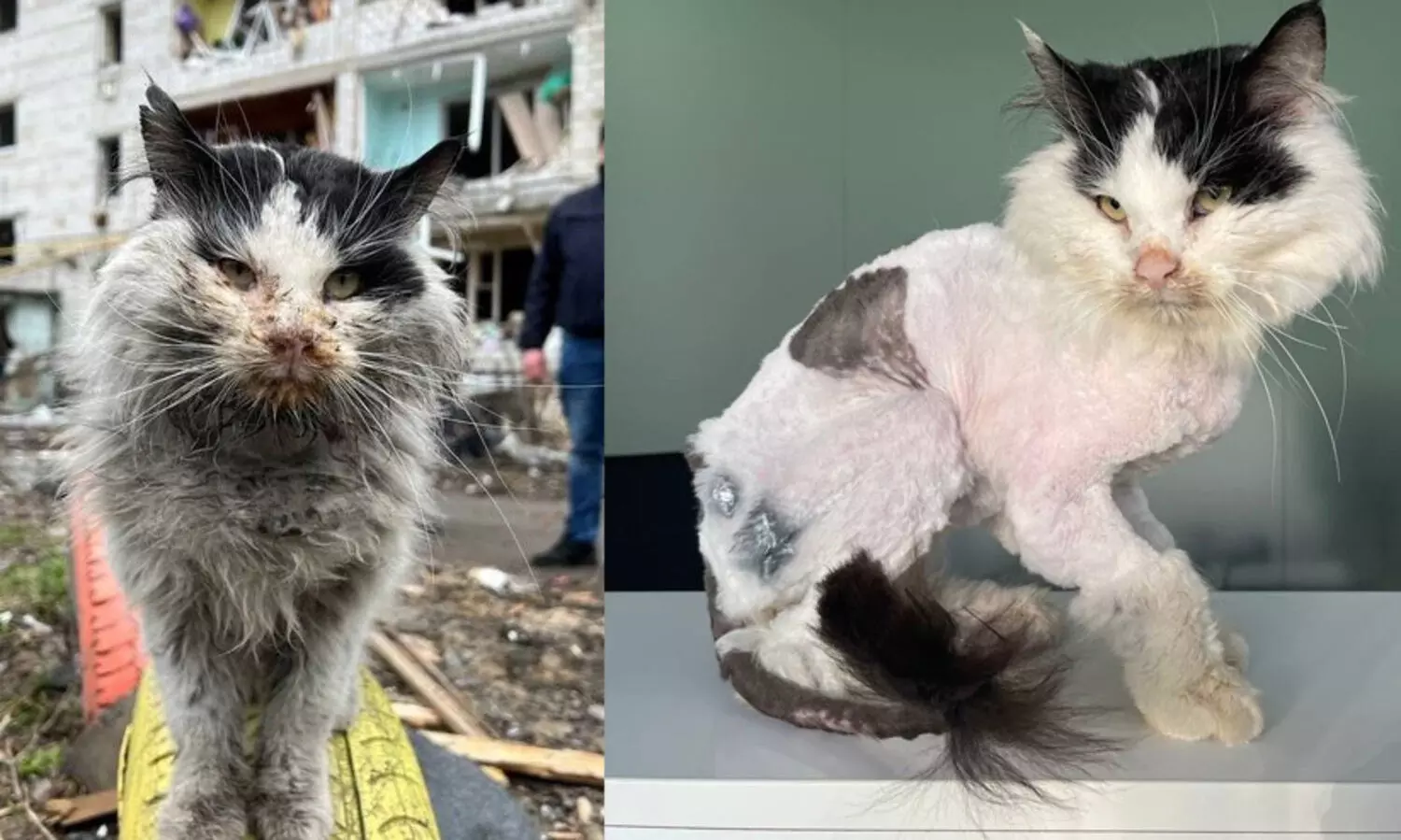 ബോറോദ്യാങ്കയിലെ പൂച്ചയെ ദത്തെടുത്ത് യുക്രെയ്ൻ സർക്കാർ