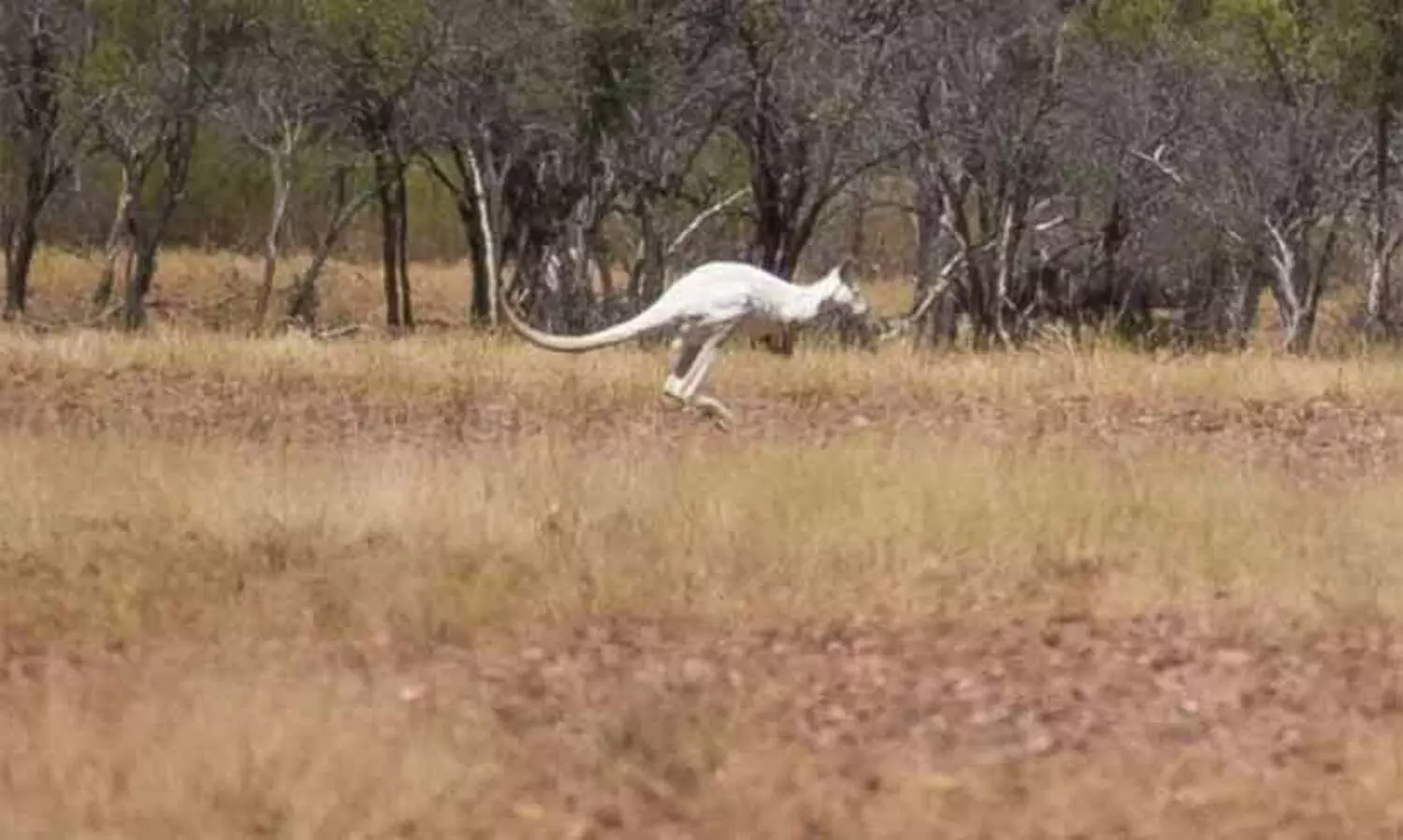 White Kangaroo