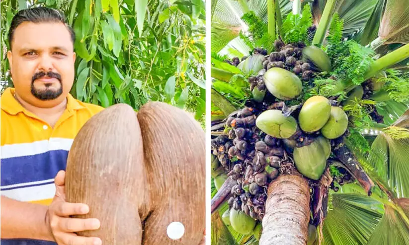 The largest seed in the world was delivered to Changanassery The largest seed in the world was delivered to Changanassery