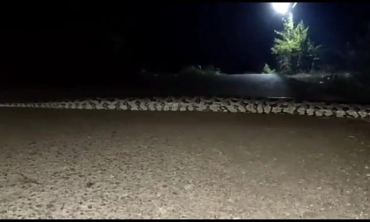 25-30 അടി നീളമുള്ള പാമ്പ് റോഡ് മുറിച്ചുകടക്കുന്നത് കാണണോ 25-30 അടി നീളമുള്ള പാമ്പ് റോഡ് മുറിച്ചുകടക്കുന്നത് കാണണോ