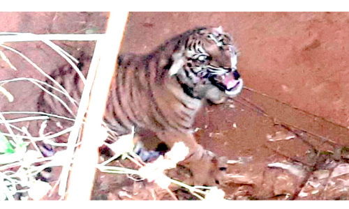 കടുവക്കുഞ്ഞിനെ തുറന്നുവിട്ട സംഭവം; വനം വകുപ്പിനെതിരെ കിഫ