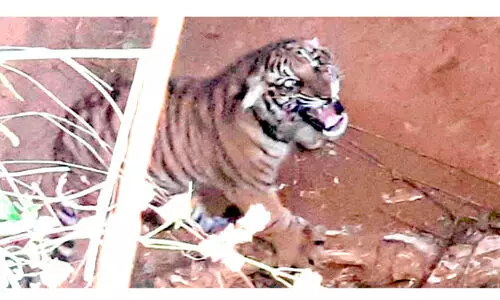 കടുവക്കുഞ്ഞിനെ തുറന്നുവിട്ട സംഭവം; വനം വകുപ്പിനെതിരെ കിഫ