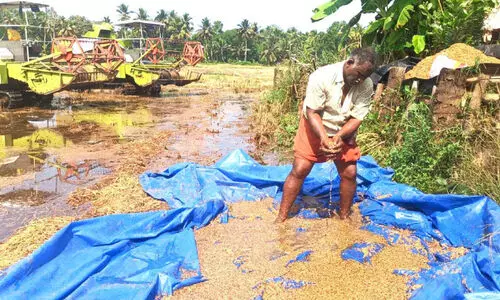 Summer rain Paddy was destroyed on 1300 hectares Summer rain Paddy was destroyed on 1300 hectares