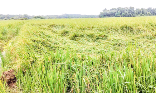 Damage to 41 houses The district received more than double the summer rainfall
