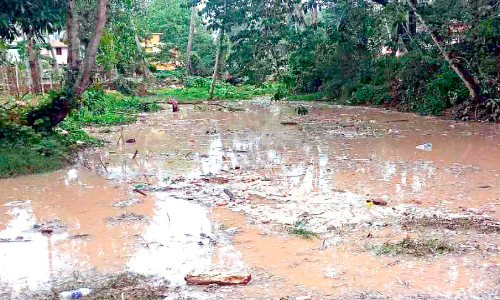 ദേശീയപാതയിലെ മലിനജലം പുരയിടങ്ങളിലേക്ക്; തോട്ടയ്ക്കാട് പാലം ജങ്ഷനിൽ കൃഷിയിടങ്ങൾ വെള്ളത്തിൽ