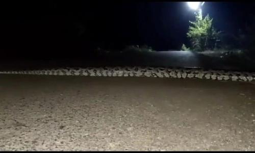 25-30 അടി നീളമുള്ള പാമ്പ് റോഡ് മുറിച്ചുകടക്കുന്നത് കാണണോ