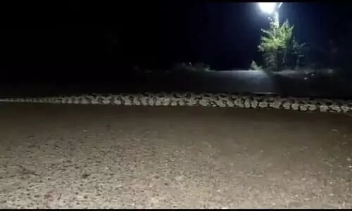 25-30 അടി നീളമുള്ള പാമ്പ് റോഡ് മുറിച്ചുകടക്കുന്നത് കാണണോ