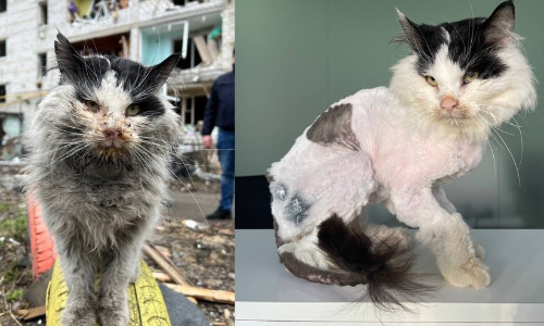 ബോറോദ്യാങ്കയിലെ പൂച്ചയെ ദത്തെടുത്ത് യുക്രെയ്ൻ സർക്കാർ