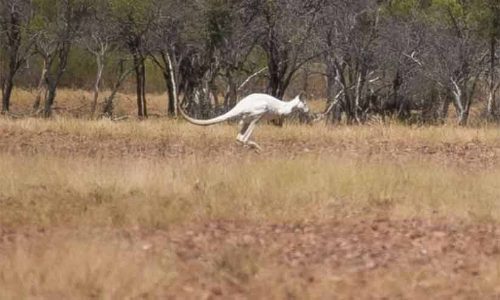White Kangaroo