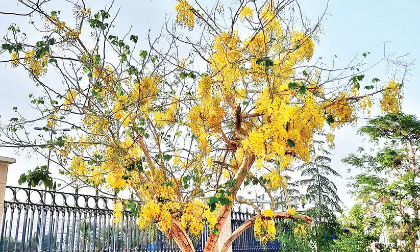 മലയാളികൾ വിഷു ഒരുക്കത്തിൽ