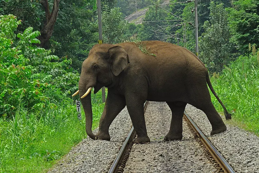 കാട്ടാന സുരക്ഷ: ജഡ്ജിമാരുടെ സംഘം വാളയാർ- പോത്തന്നൂർ റെയിൽവേ പാത സന്ദർശിച്ചു കാട്ടാന സുരക്ഷ: ജഡ്ജിമാരുടെ സംഘം വാളയാർ- പോത്തന്നൂർ റെയിൽവേ പാത സന്ദർശിച്ചു