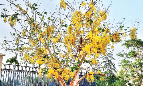 മലയാളികൾ വിഷു ഒരുക്കത്തിൽ