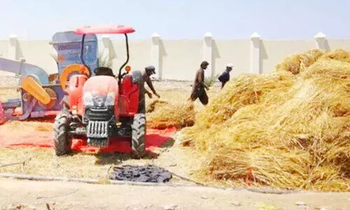 സീബിൽ ഗോതമ്പ് വിളവെടുപ്പിന് തുടക്കം സീബിൽ ഗോതമ്പ് വിളവെടുപ്പിന് തുടക്കം