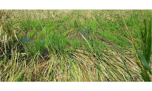 വേനൽ മഴ: അന്തിക്കാട് കോൾപടവിൽ നെൽകൃഷി നശിക്കുന്നു വേനൽ മഴ: അന്തിക്കാട് കോൾപടവിൽ നെൽകൃഷി നശിക്കുന്നു