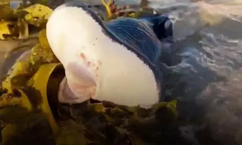 ആസ്‌ട്രേലിയന്‍ ബീച്ചിൽ മനുഷ്യചുണ്ടുകളോട്കൂടിയ വിചിത്രജീവി- വിഡിയോ