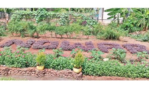 യുദ്ധം വേണ്ട; ചീരയില്‍ തീര്‍ത്ത സന്ദേശവുമായി ജയില്‍ അന്തേവാസികള്‍