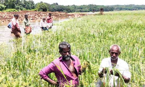 Summer rains Farmers in distress Summer rains Farmers in distress