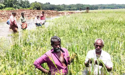 Summer rains Farmers in distress