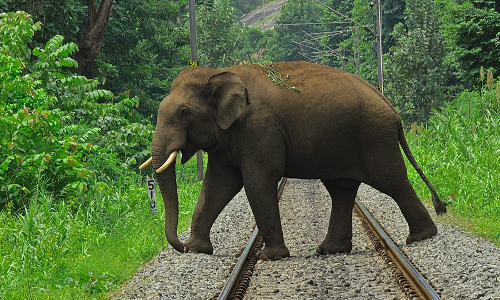 കാട്ടാന സുരക്ഷ: ജഡ്ജിമാരുടെ സംഘം വാളയാർ- പോത്തന്നൂർ റെയിൽവേ പാത സന്ദർശിച്ചു