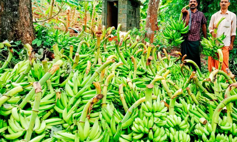 നേന്ത്രക്കായ വില കുതിച്ചുയരുന്നു: കർണാടകത്തിൽനിന്നും വ്യാപകമായി എത്തിക്കൊണ്ടിരുന്ന നേന്ത്രക്കായ ഇപ്പോൾ എത്തുന്നില്ല