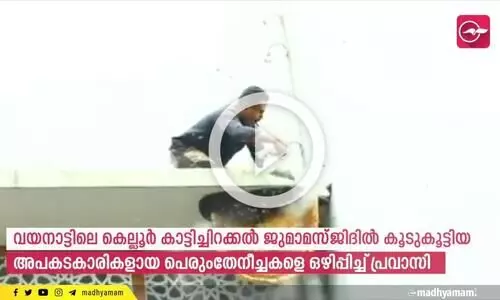 മസ്ജിദിലെ ഭീമൻ തേനീച്ചക്കൂട് ഒഴിപ്പിച്ച് പ്രവാസി