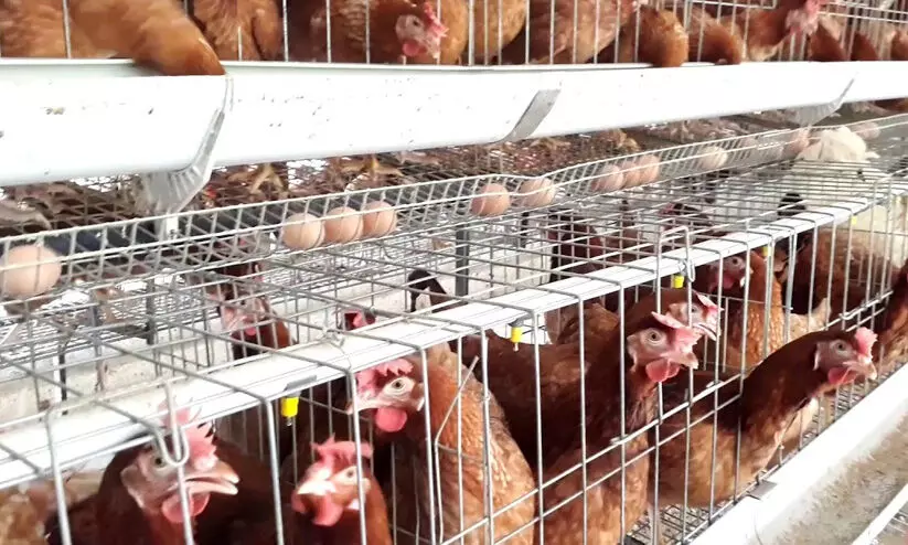 മുട്ടക്കോഴി വളർത്തൽ പദ്ധതിയിലെ ക്രമക്കേട്; അന്വേഷണം മുന്നോട്ടു പോയില്ല