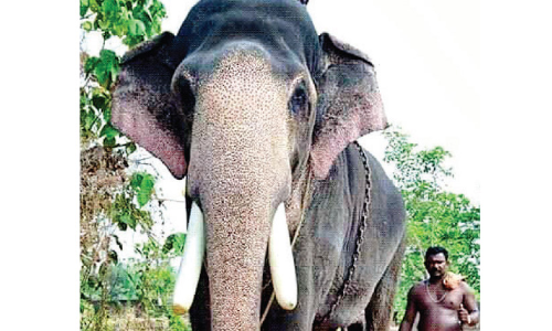 തൃശൂർ പൂരം വിളംബരത്തിന് എറണാകുളം ശിവകുമാർ; ഒരുക്കം കൊച്ചിൻ ദേവസ്വം ബോർഡ് വിലയിരുത്തി തൃശൂർ പൂരം വിളംബരത്തിന് എറണാകുളം ശിവകുമാർ; ഒരുക്കം കൊച്ചിൻ ദേവസ്വം ബോർഡ് വിലയിരുത്തി