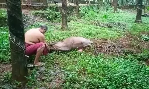 കാട്ടാന പോത്തിനെ ചവിട്ടിക്കൊന്നു