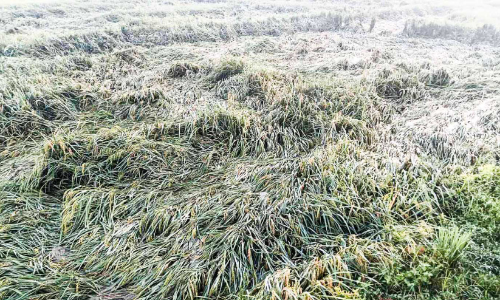 summer rain summer rain