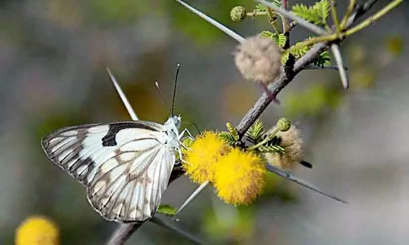 മു​തു​മ​ല ക​ടു​വാ സ​ങ്കേ​ത​ത്തി​ൽ ന​ട​ത്തി​യ സ​ർ​വേ​യി​ൽ 175 ഇ​നം ചി​ത്ര​ശ​ല​ഭ​ങ്ങ​ൾ