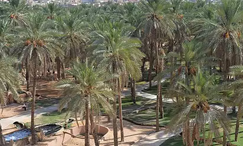 ലോകത്തുള്ള 1500ലധികം ഈത്തപ്പഴ ഇനങ്ങളിൽ 400ലധികം ഉൽപാദിപ്പിക്കുന്നത് സൗദിയിൽ