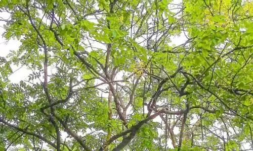 മഴ ചതിച്ചു: വിഷുക്കണിക്ക് കൊന്നപ്പൂവ് കിട്ടാനില്ല