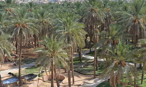 ലോകത്തുള്ള 1500ലധികം ഈത്തപ്പഴ ഇനങ്ങളിൽ 400ലധികം ഉൽപാദിപ്പിക്കുന്നത് സൗദിയിൽ