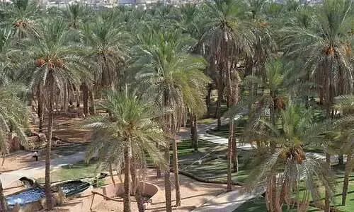 ലോകത്തുള്ള 1500ലധികം ഈത്തപ്പഴ ഇനങ്ങളിൽ 400ലധികം ഉൽപാദിപ്പിക്കുന്നത് സൗദിയിൽ