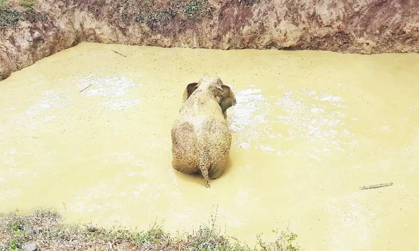 കുളത്തിൽ വീണ കാട്ടാനയെ രക്ഷപ്പെടുത്തി