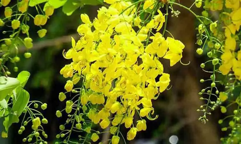 വിഷുപ്പുലരിയിൽ...